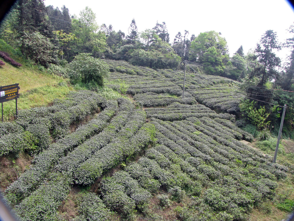 蒙顶 mengdingshan tea plantation